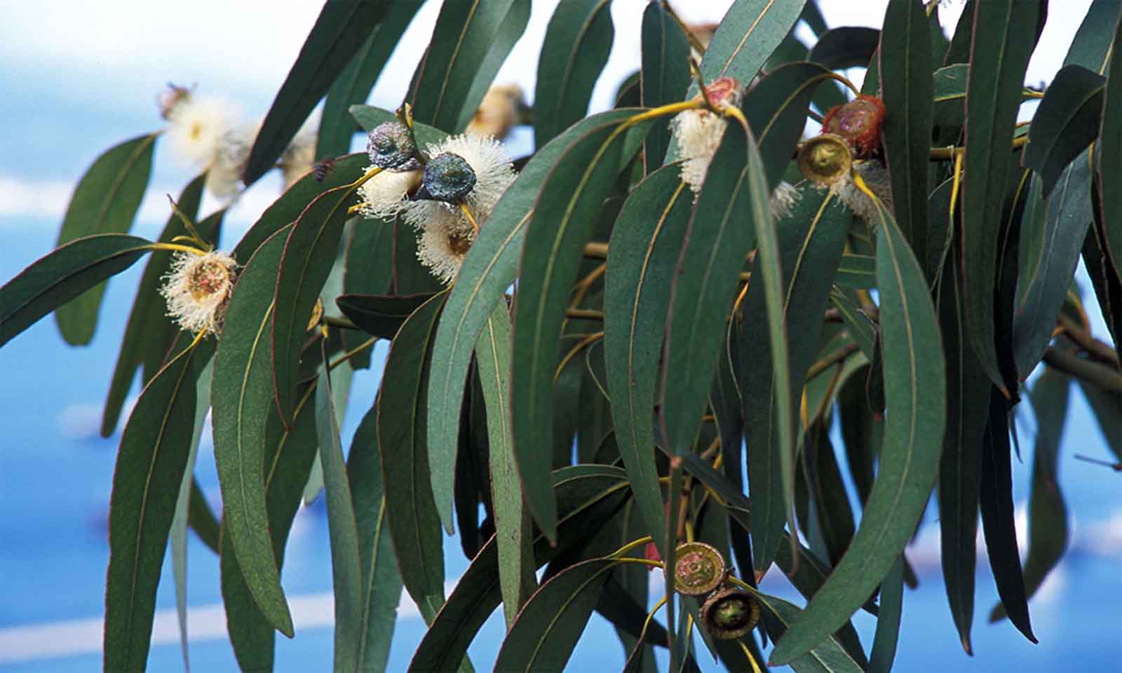 Eucalyptus Globulus (Blue Gum) - Standard