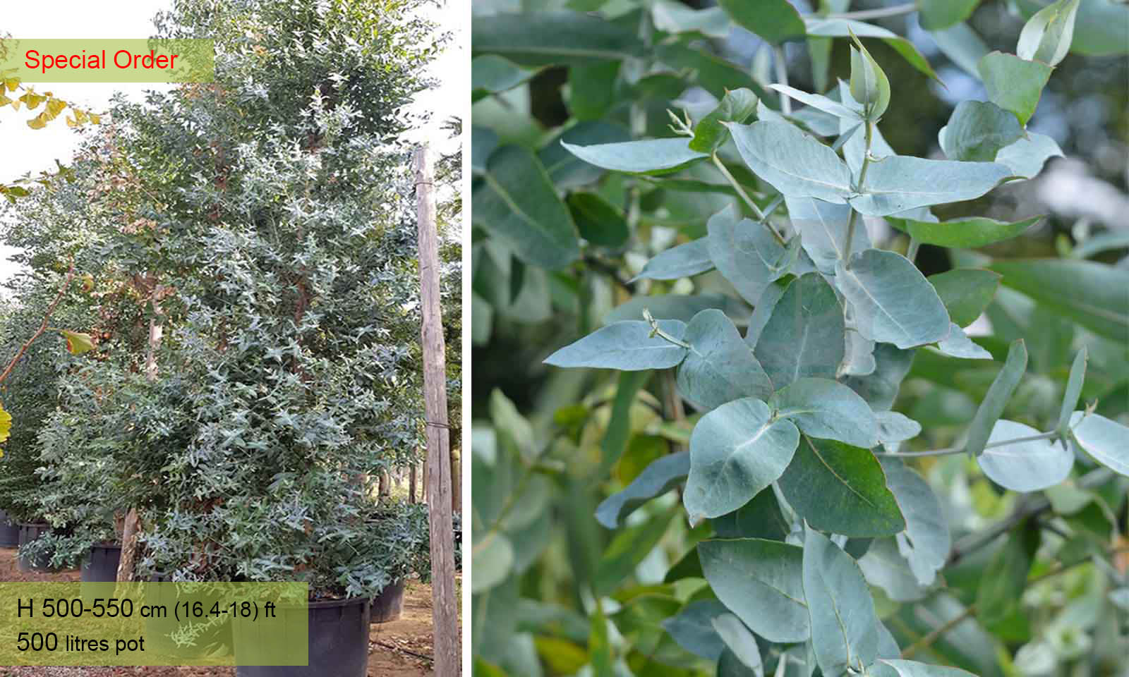 Eucalyptus Globulus (Blue Gum) - Shrub
