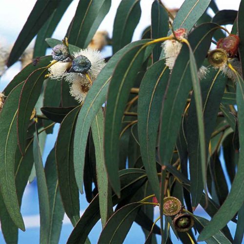 Eucalyptus Globulus (Blue Gum) - Shrub