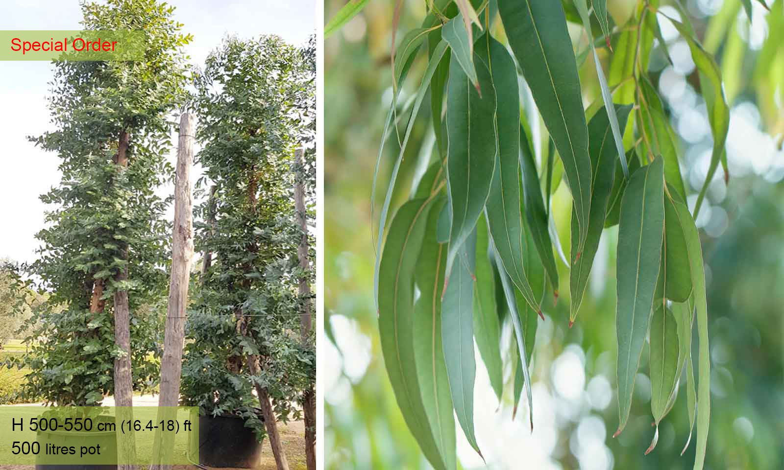 Eucalyptus Globulus (Blue Gum) - Shrub