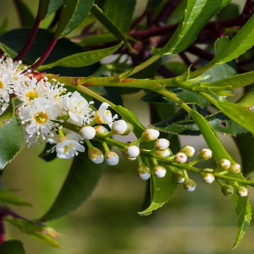 Prunus Lusitanica Angustifolia (Portugese Laurel) - Standard