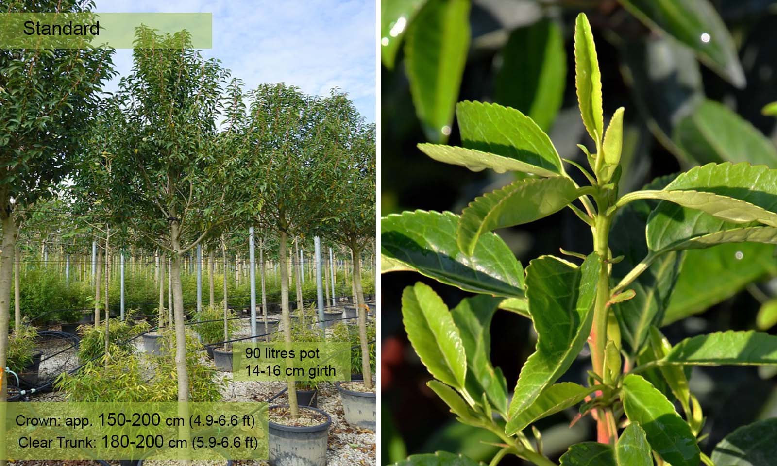 Prunus Lusitanica Angustifolia (Portugese Laurel) - Standard