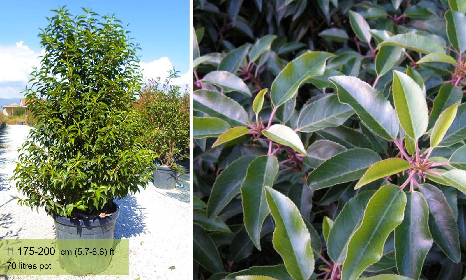 Prunus Lusitanica Angustifolia Portuguese Laurel Cherry  Shrub  Garden  Plants Online
