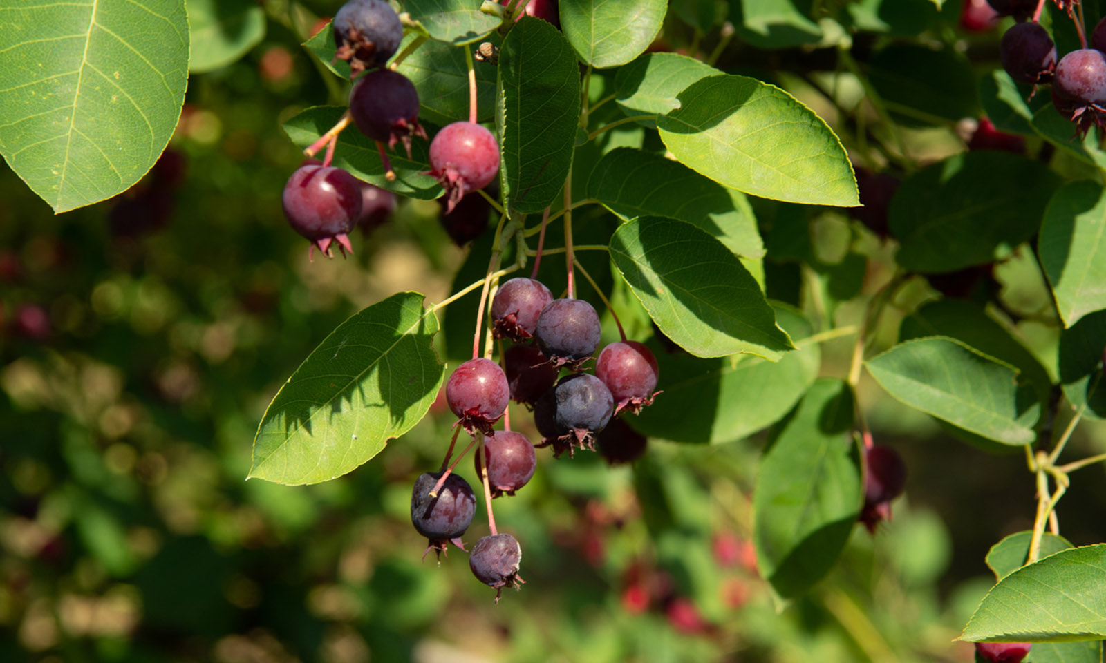 Amelanchier Laevis (Juneberry Tree / Smooth Serviceberry) - Standard