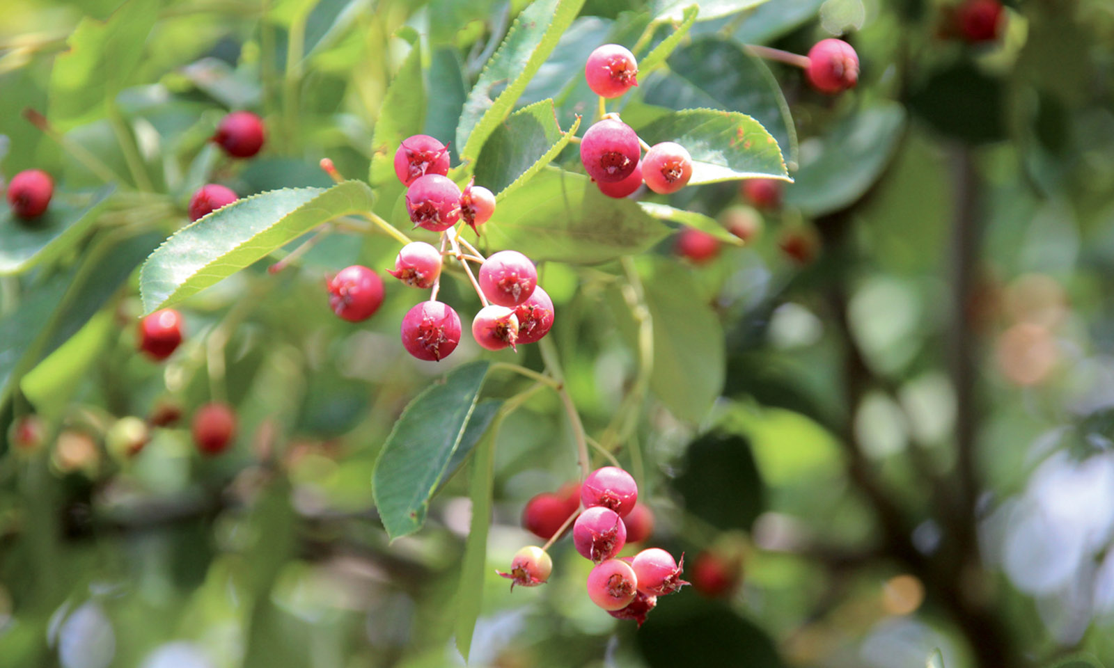 Amelanchier Laevis (Juneberry Tree / Smooth Serviceberry) - Shrub