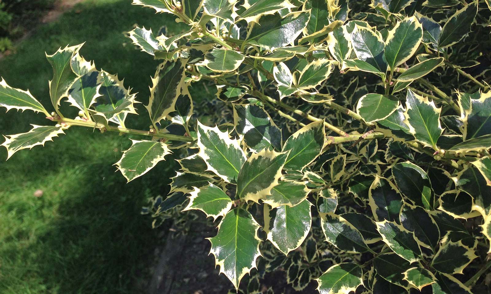 Ilex Aquifolium Argenteomarginata (Variegated English Holly) – Extra