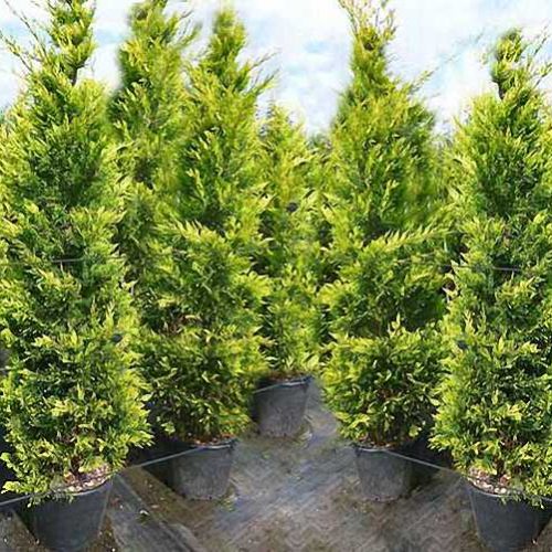 Cupressocyparis Leylandii Castlewellan Gold (Castlewellan Gold Cypress)