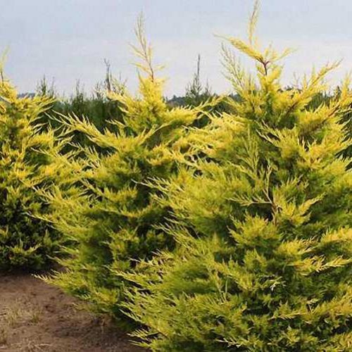 Cupressocyparis Leylandii Gold Rider (Gold Rider Cypress / Leyland Goldrider)