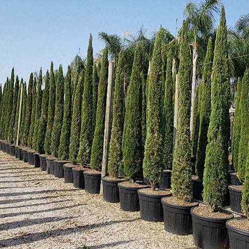 Cupressus Sempervirens Pyramidalis (Italian Cypress, Mediterranean Cypress, Green Pencil)