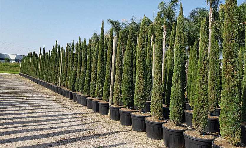 Italian Cypress Pencil Pine Tree Totem Pole Cupressus Sempervirens.