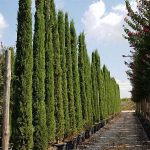 Totem Cypress / Totem Pole (Cupressus Sempervirens Totem)