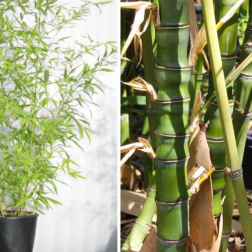 Golden Bamboo (Bambusa Phyllostachys Aurea)