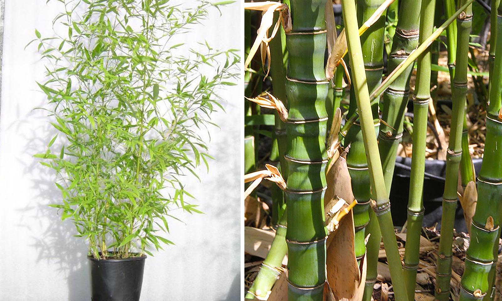 golden bamboo (bambusa phyllostachys aurea)