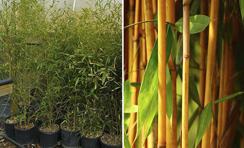Bambusa Phyllostachys Aurea (Golden Bamboo)
