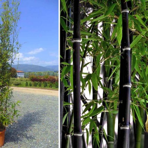 Bambusa Phyllostachys Nigra (Black Bamboo)