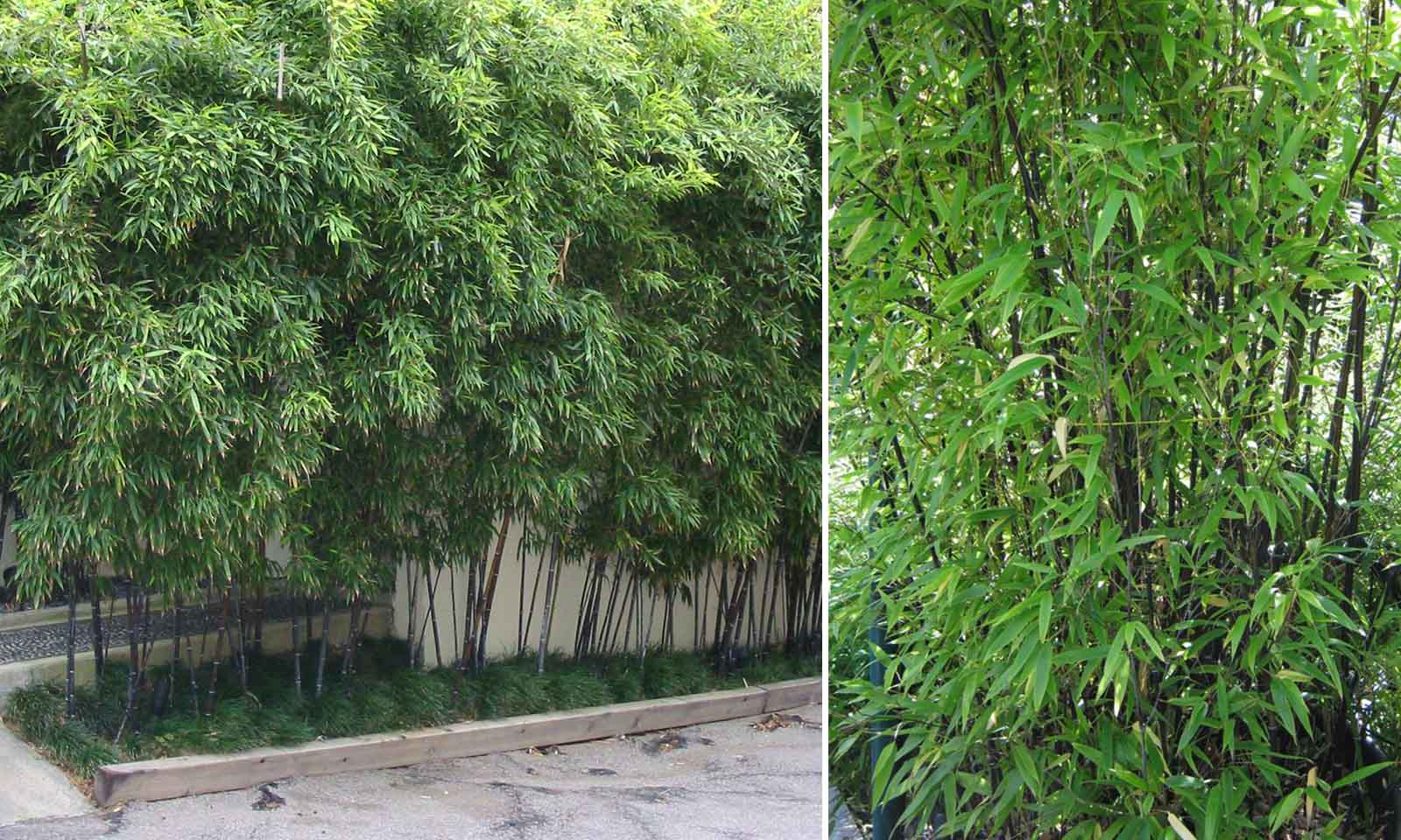 Bambusa Phyllostachys Nigra (Black Bamboo)