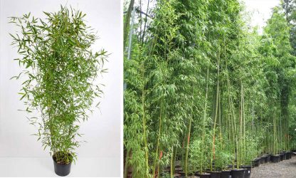 46+ Garten-Outlet In Hofheim Bisset-Bambus, Kontaktieren sie uns hier