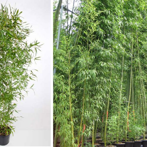Bisset Bamboo (Bambusa Phyllostachys Bissetii)