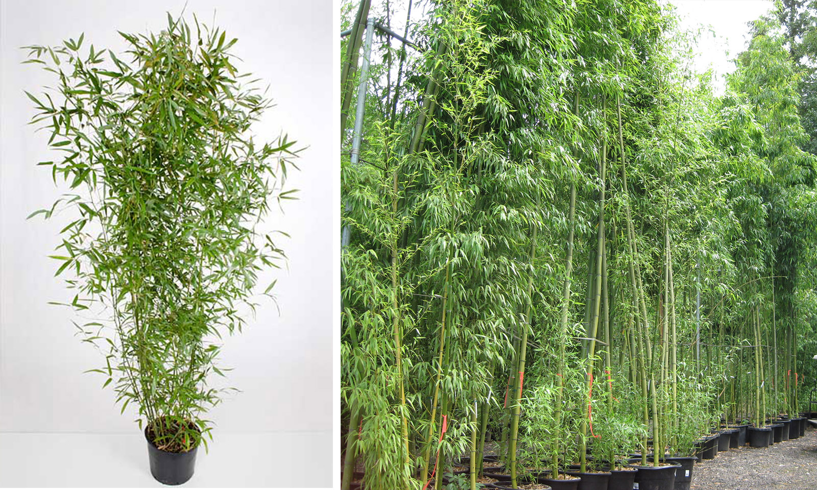 YouGarden Phyllostachys Bissettii 5 Litre Green Bamboo