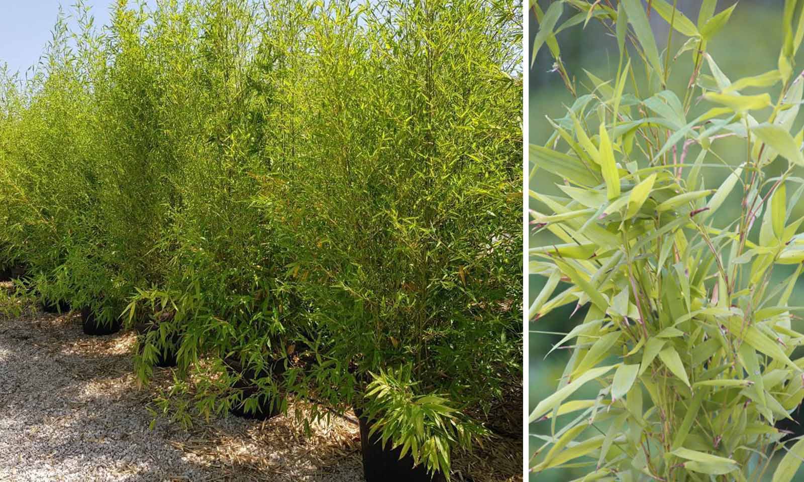 Bambusa Phyllostachys Bissetii (Bisset Bamboo)