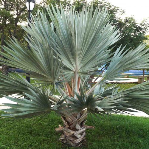 Brahea Armata (Mexican Blue Palm)