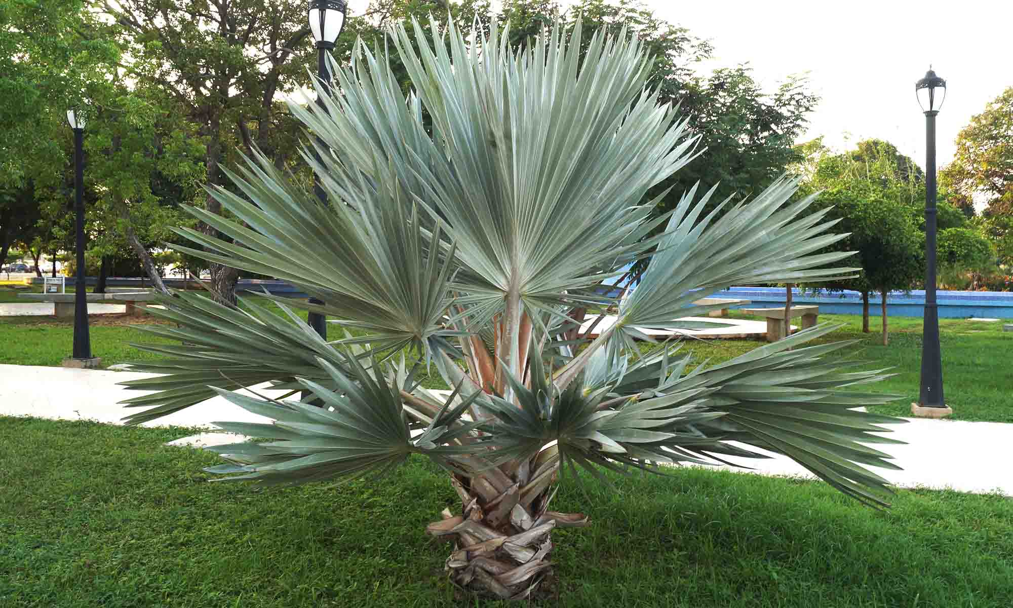 Brahea Armata (Mexican Blue Palm)