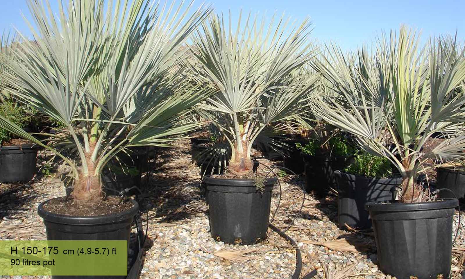 Brahea Armata Palma Del Messico (Grey Dea Palm) - 10 Semi Per Coltivazione