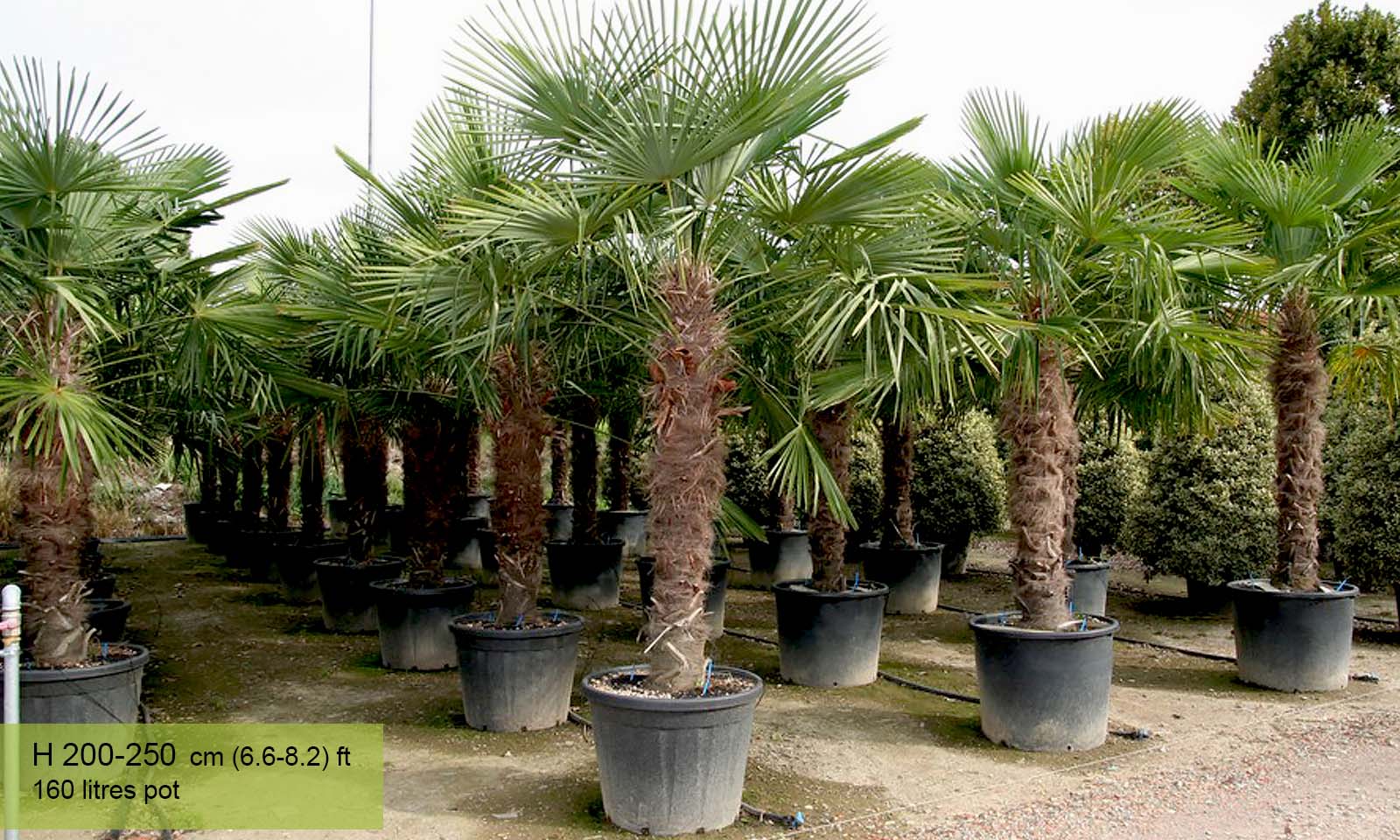 Chamaerops Excelsa / Trachycarpus Fortunei (Chusan Palm)