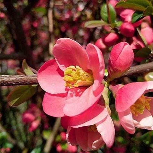 Chaenomeles Japonica (Japanese Quince) - Shrub