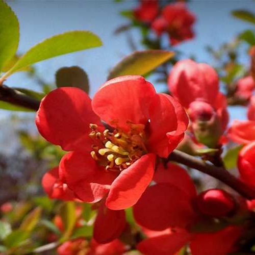 Chaenomeles x Superba (Flowering Quince) - Shrub