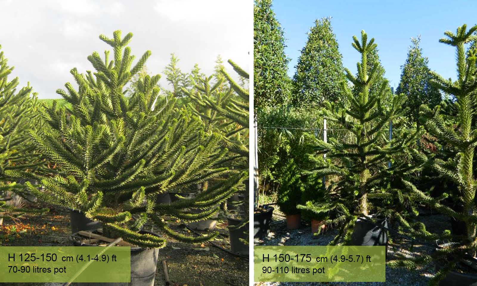 Araucaria Araucana (Monkey Puzzle Tree) – Garden Plants Online