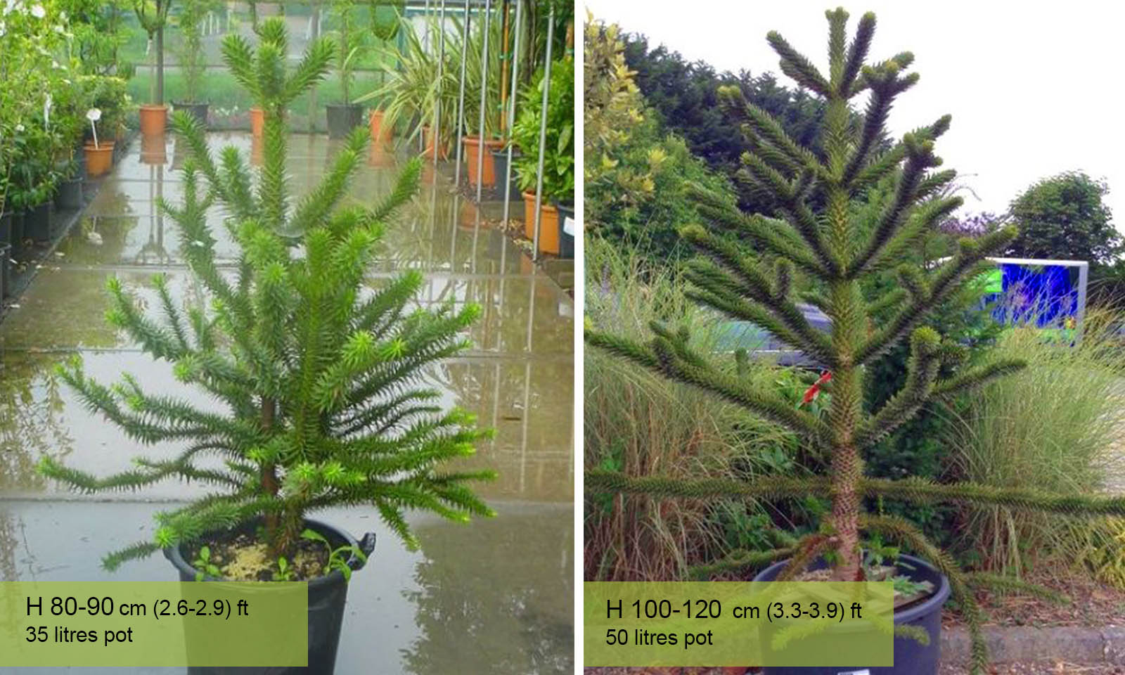 Araucaria Araucana (Monkey Puzzle Tree) – Garden Plants Online