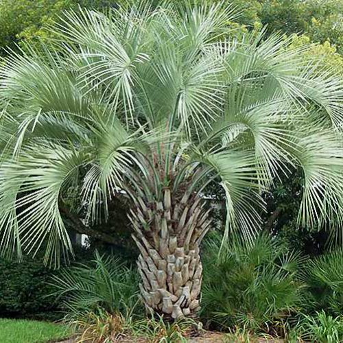 Butia Capitata (Jelly Palm)