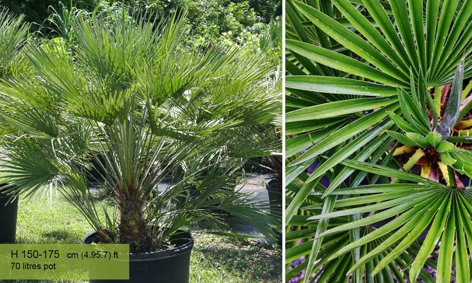 Chamaerops Humilis (Mediterranean Fan Palm)