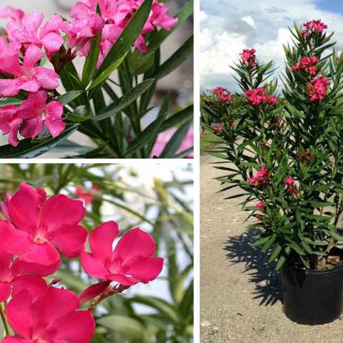 Nerium Oleander (East Indian Oleander) - Shrub