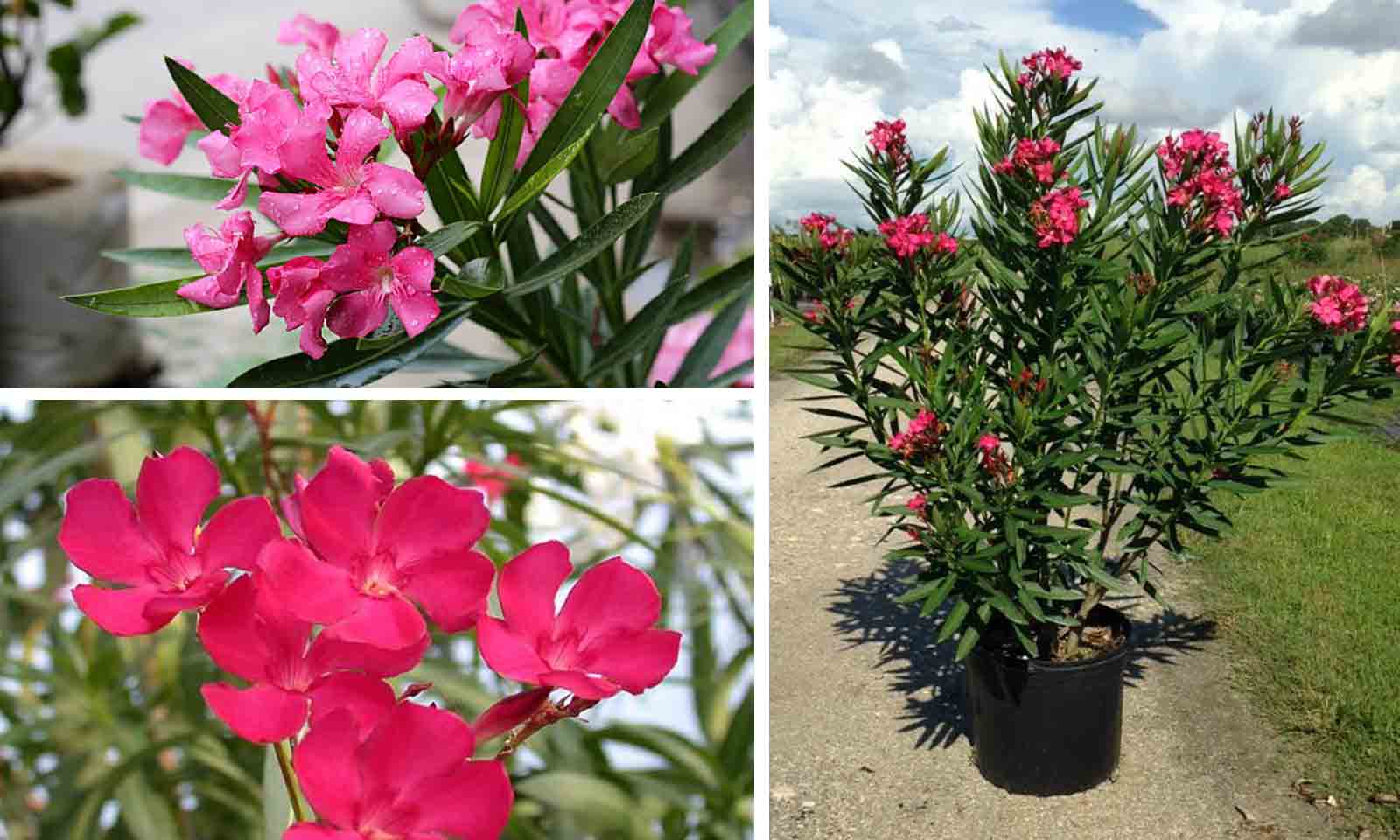 NERIUM oleander ROSE (Laurier rose)