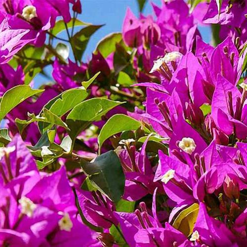 Bougainvillea Glabra 'Sanderiana' - Climbing