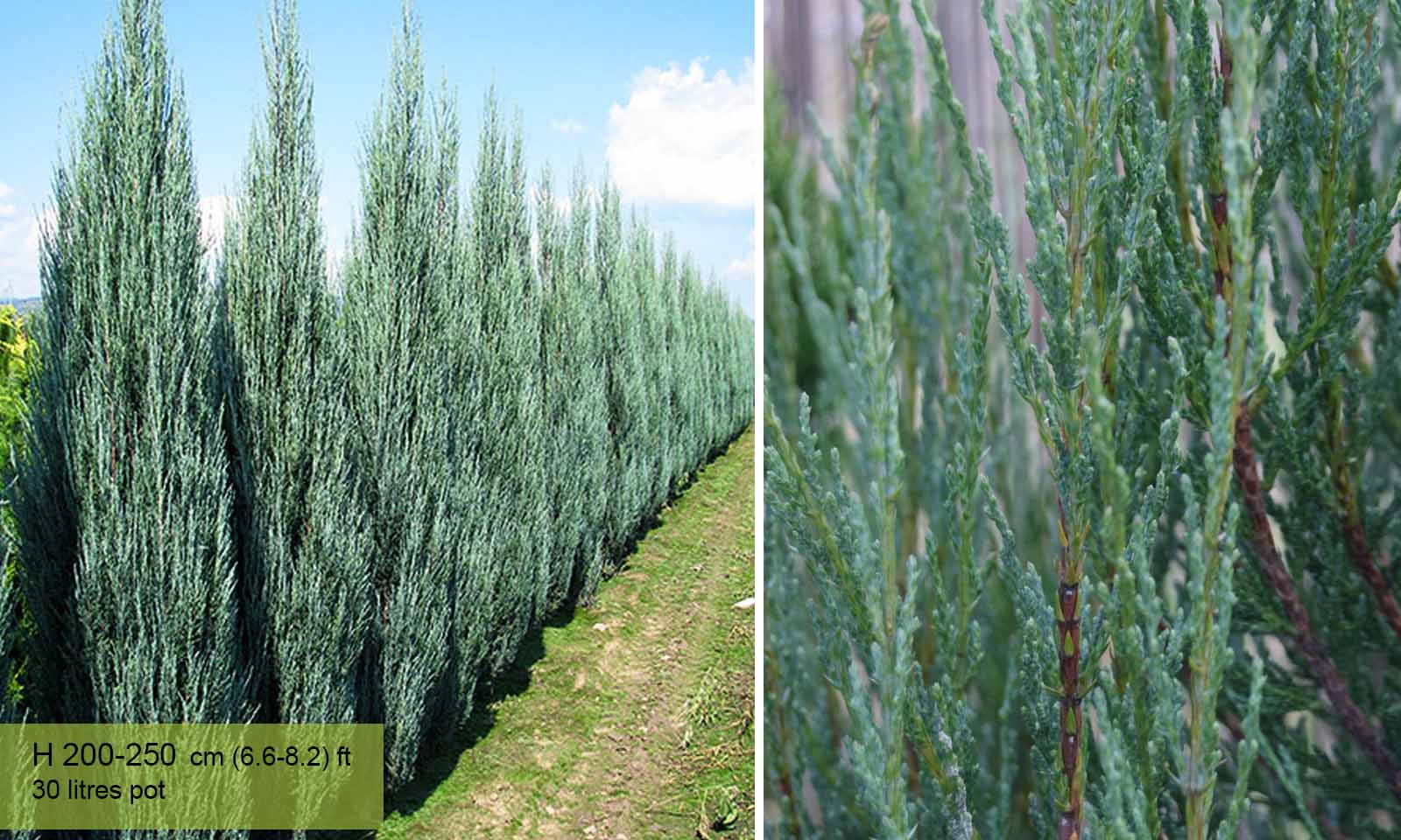 Blue Arrow Juniper Vs Skyrocket Juniper