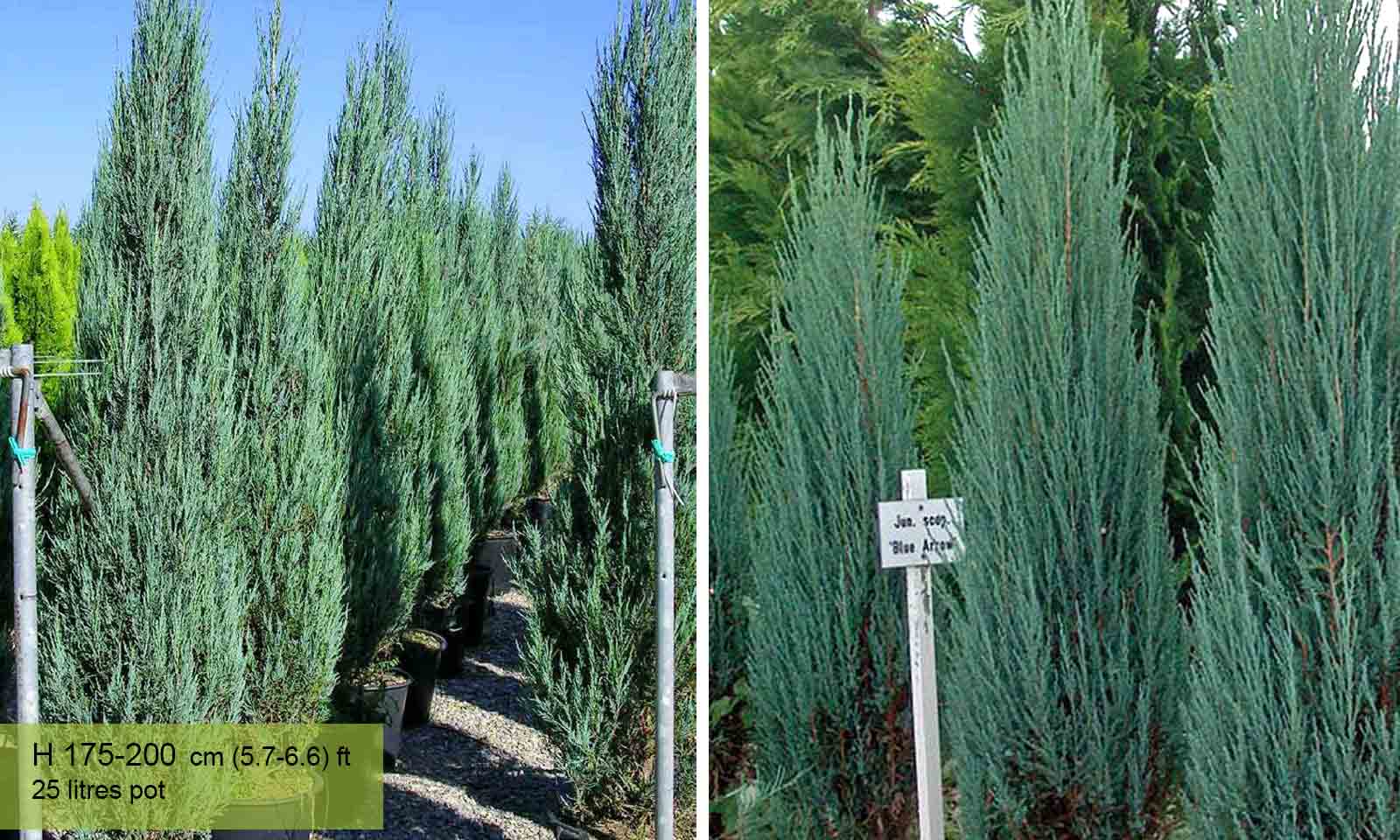 Juniperus Scopulorum (Blue Arrow Juniper, Virginia Juniper, Rocky Mountain)