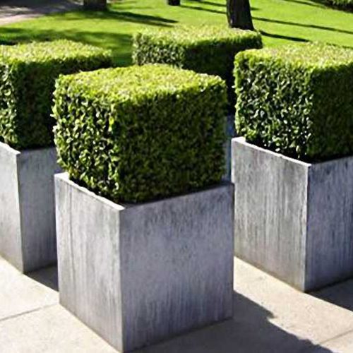 Buxus Microphylla Faulkner (Box Faulkner) - Cube