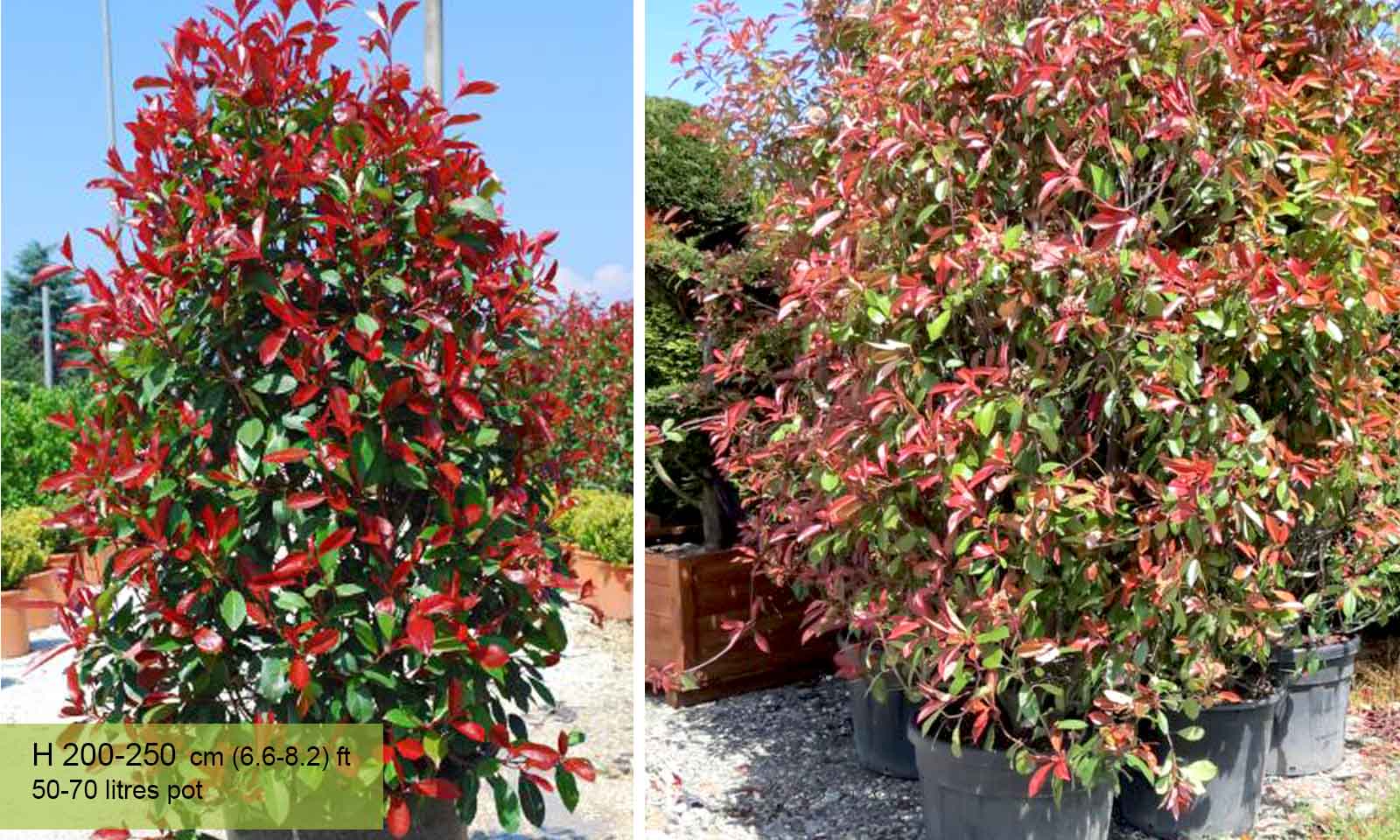 photinia serrulata red robin (christmas berry) - shrub