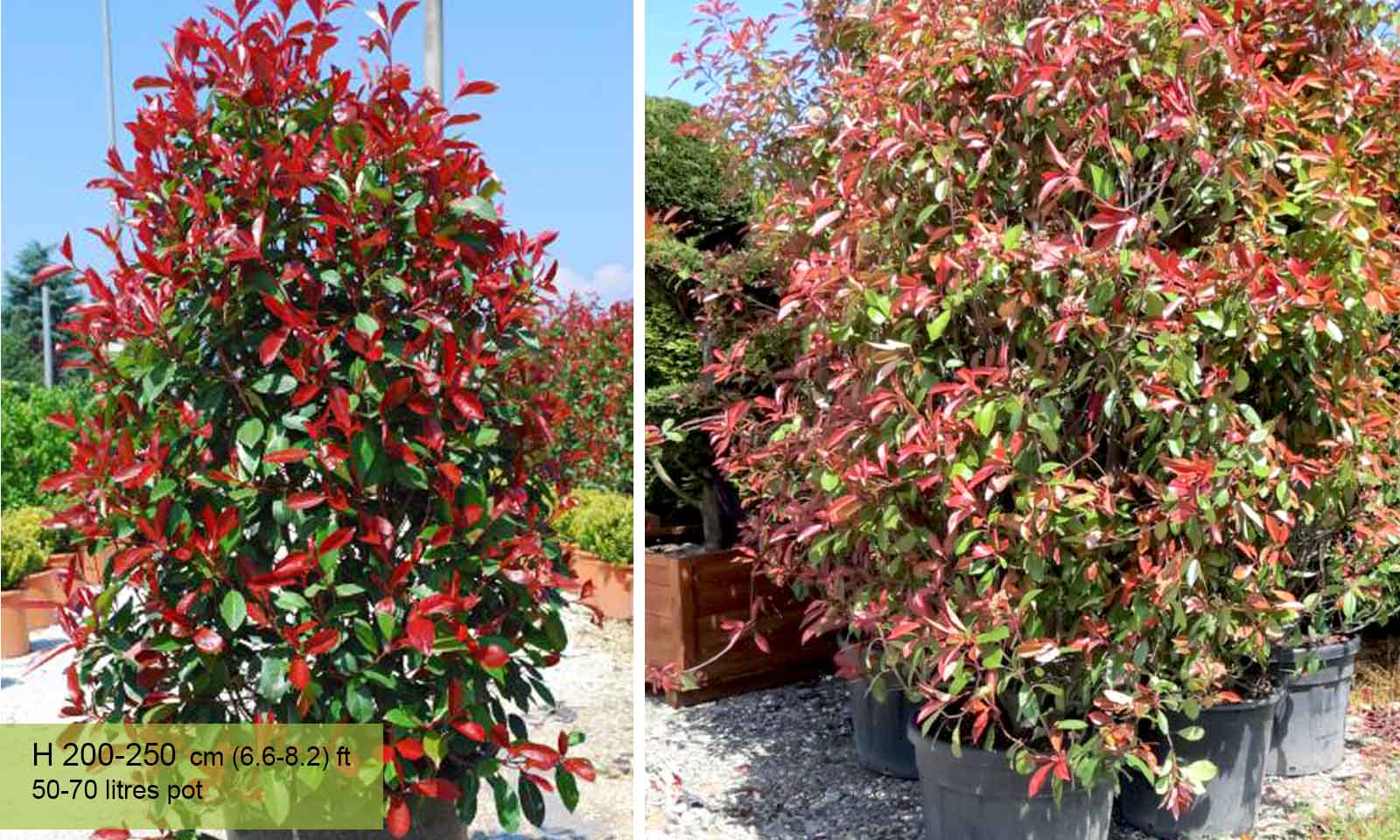 Image of Photinia shrub