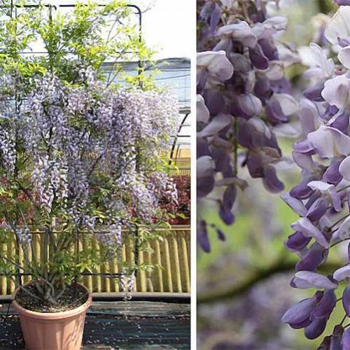 Wisteria Sinensis (Chinese Wisteria) - Espalier