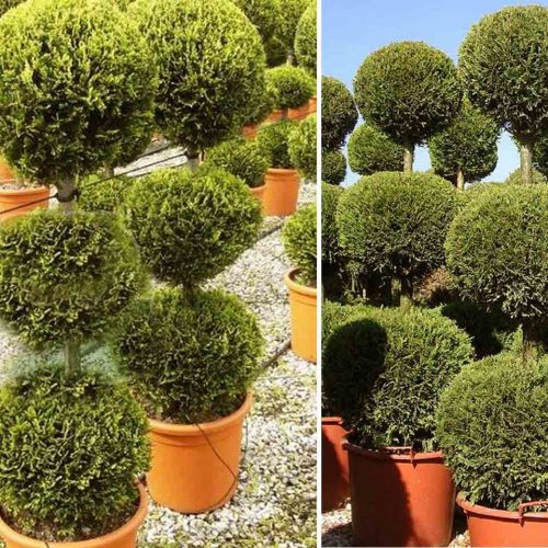 Cupressocyparis Leylandii Castlewellan Gold (Leyland Cypress) – 3 Balls