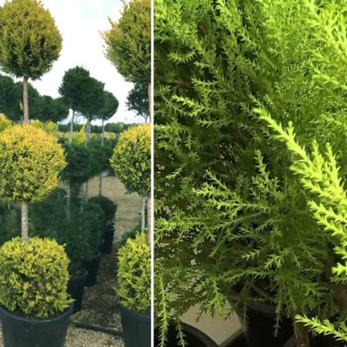 Cupressus Macrocarpa Goldcrest (Goldcrest Cypress) – 3 Balls