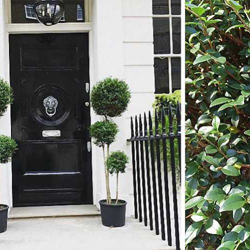 Ligustrum Jonandrum (Delavay Privet) – 3 Balls / Pom Pon