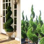 Taxus Baccata (English Yew) – Spiral