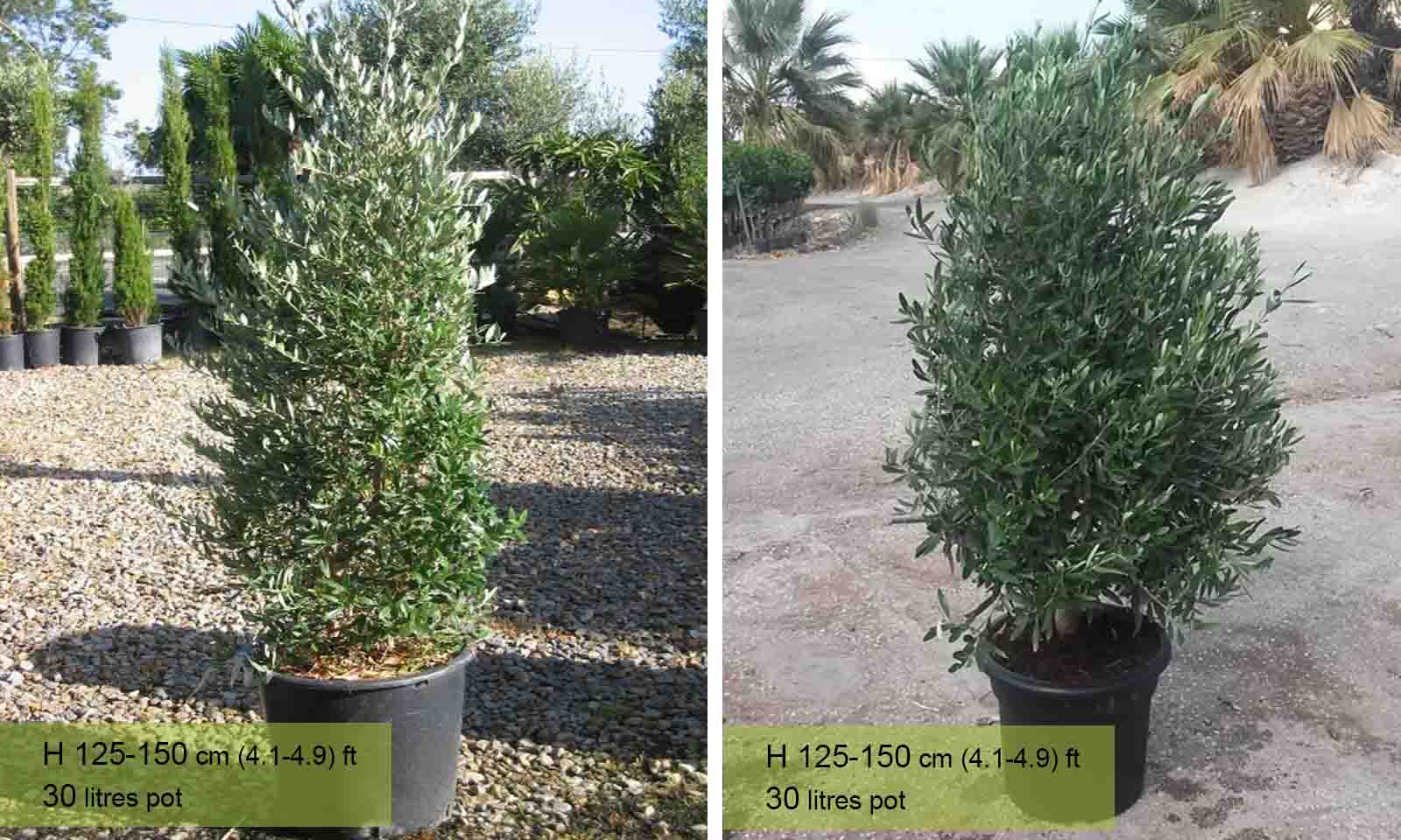 Olea Europaea Cipressino Frangivento (Olive Tree) – Shrub