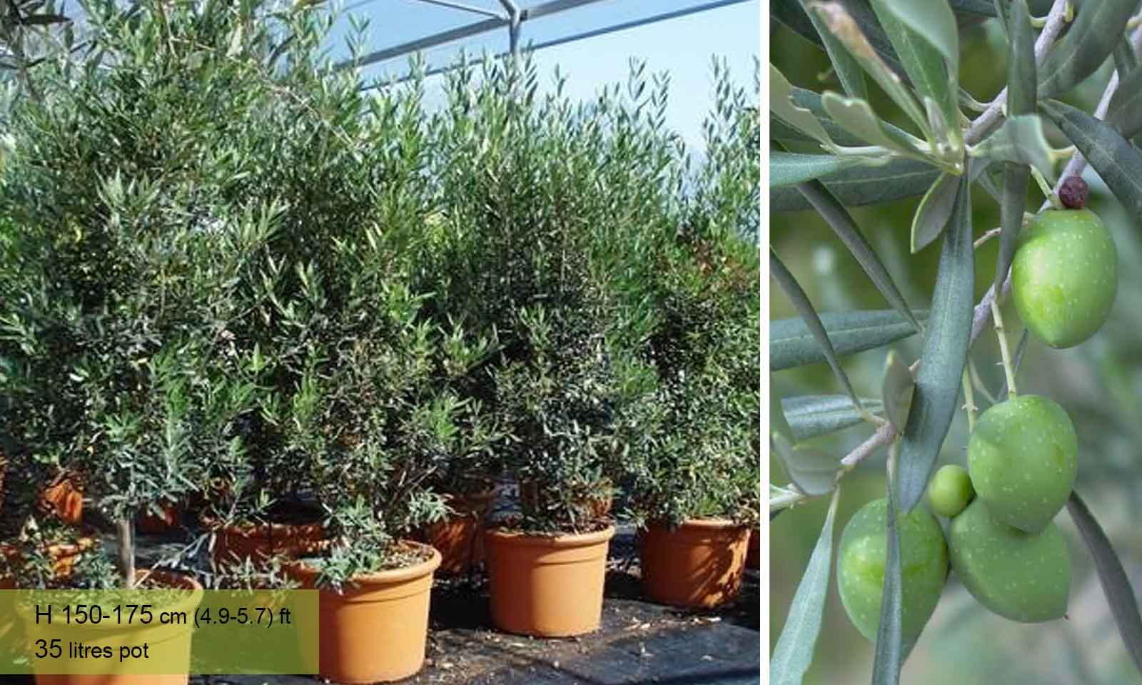 Olea Europaea Cipressino Frangivento (Olive Tree) – Shrub