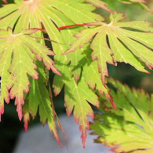 Acer Japonicum Aconitifolium (Full Moon Maple) - Shrub